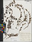 Foto von Salix myrsinifolia Salisb. x Salix retusa L.